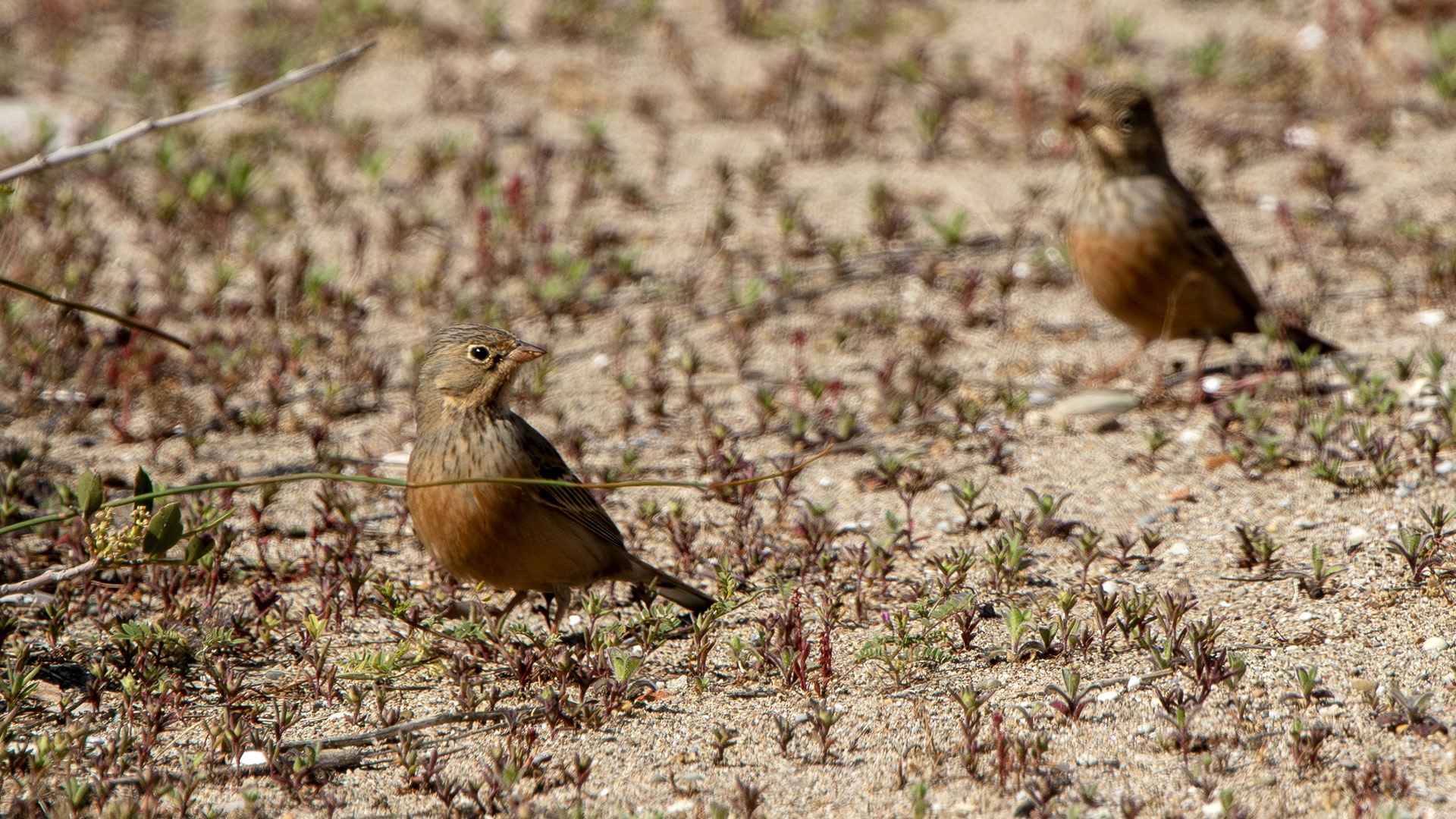 Cretzschmar's Bunting
